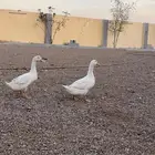 بط بكيني   ديك بكستان