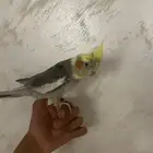 ببغاء كروان للبيع