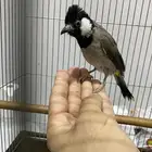 بلبول حساوي اليف ومغرد