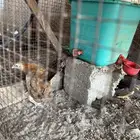 صوص بلدي