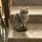 قط شيرازي للتبني