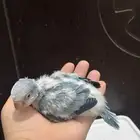 فرخ كويكر غر