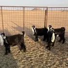 الجفرات العوارض الصنف