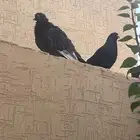 4 زوج حمام