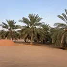 نخل جثايث خلاص العدد ألف نخلة
