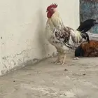 ديك فرنسي اصيل اذآن وتلقيح شرط