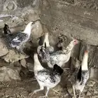 دجاج مهجن باكستاني و بلدي