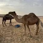 ابل للبيع