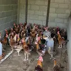 دجاج