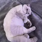 سكوتش دبل فولد للبيع
