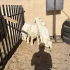 طليان حري اضاحى