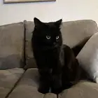 قط ذكر لتبني
