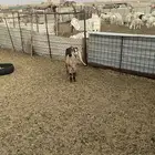 جفره البيع