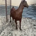 عمانيات بفحلهم