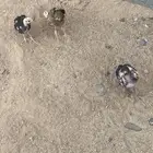 دجاجه بكستانيه