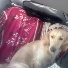 للبيع كلب قولدن