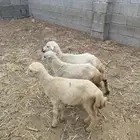 للبيع رخيل تربيه