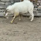 تيس قزم هولندي