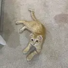 قط سكتش فولد