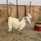 للبيع عنز مضرع