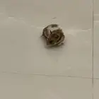 همستر ب10 ريال