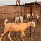 2 معزا دفاع مقاريب ( تم البيع )