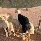 للبيع طلي نجدي