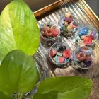 بخور المستكة المعطره