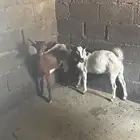 السلام وعليكم