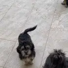 للبيع كلاب شيتزو بسعر لقطة