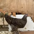 دجاجه براهما