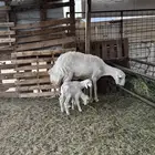 رخل اول ولده