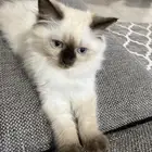 كتين هملايا للبيع 3اشهر