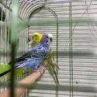 good and p