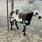 شاه حايل مقفله شحم