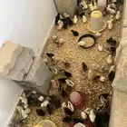 صيصان بلدي