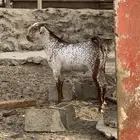 تيس فحل