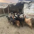 19 عنز حوال وسط وغنم سرحه