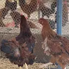 دجاج احمر فرنسي