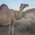 حمرا اركه ناب ماخض على جميع الشروط