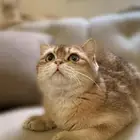 تزاوج ذكر سكوتش سلالة نقية