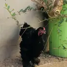 دجاجه براهما