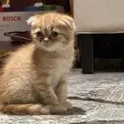 قطط للبيع باسعار رمزيه