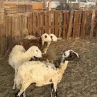 نعاج للبيع