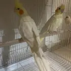 كروان ألون لاتينيو جوز منتج وعلى الشرط والصحه ممتازه