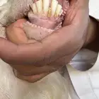 تيس هولندي