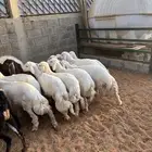 رخال حريه مقفله ونظافه شرط ذبايح