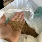 بذور برسيم بلدي صبخاوي