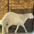 طليان جذعان