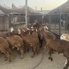 طليان سواكن